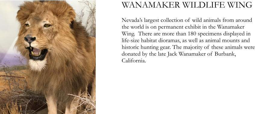 WANAMAKER WILDLIFE WING   Nevada’s largest collection of wild animals from around the world is on permanent exhibit in the Wanamaker Wing.  There are more than 180 specimens displayed in life-size habitat dioramas, as well as animal mounts and historic hunting gear. The majority of these animals were donated by the late Jack Wanamaker of Burbank, California.